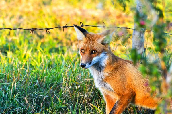 Tutup Potret Dari Red Fox — Stok Foto
