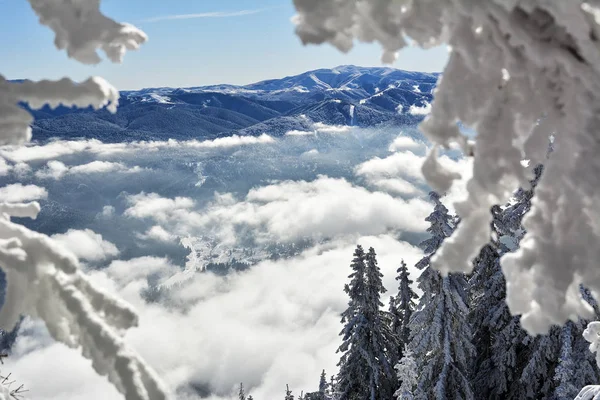 Paisaje Invernal Con Bosques Abetos Cubiertos Nieve Pesada Montaña Postavaru — Foto de Stock