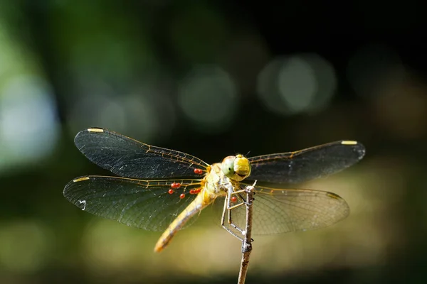 Fotos Macro Hermosa Escena Naturaleza Libélula Mostrando Detalles Ojos Alas — Foto de Stock