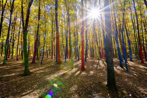Wald Mit Bemalten Bäumen Farbenwald Rumänien — Stockfoto