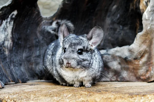 Chinchilla Abu Abu Pada Latar Belakang Kayu Luar — Stok Foto