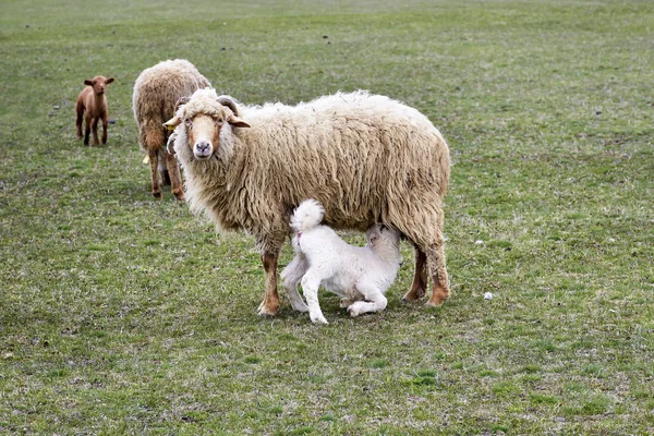 Овцы Ягнята Природе — стоковое фото
