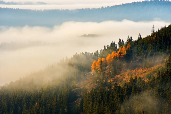 Sisli manzaralı çarpıcı doğa, Holbav köyü, Karpatlar, Transilvanya, Romanya, Avrupa