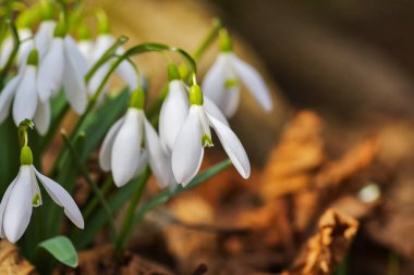 Kış aylarında çiçek açan kardelen çiçek