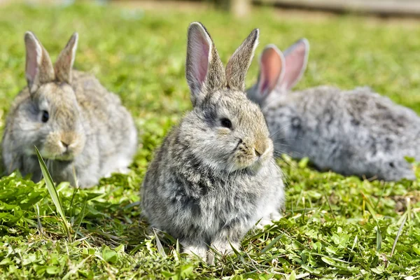 Pequenos Coelhos Sentados Livre Primavera — Fotografia de Stock