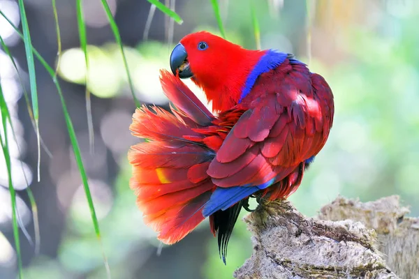 Portrait Colorful Scarlet Macaw Parrot Jungle Background — Stock Photo, Image