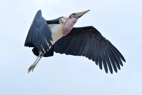 Ptak Marabou Marabu Jest Jedną Odmian Bociany Bardzo Nietypowym Stylu — Zdjęcie stockowe