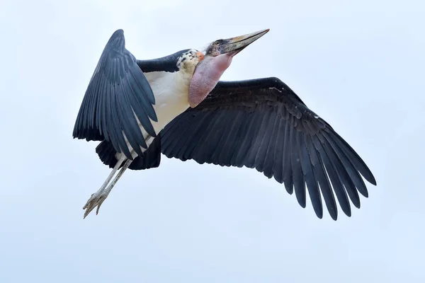 Vogel Marabou Marabu Één Van Varianten Van Ooievaars Met Een — Stockfoto