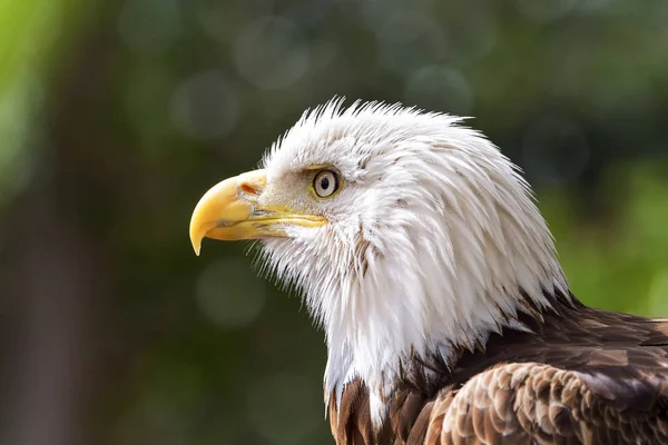 Águila Calva Haliaeetus Leucocephalus Retrato —  Fotos de Stock