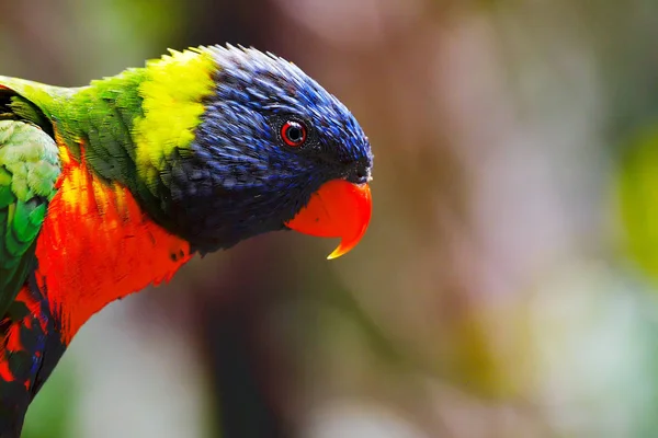 ปภาพของส Scarlet Macaw นกแก นหล — ภาพถ่ายสต็อก