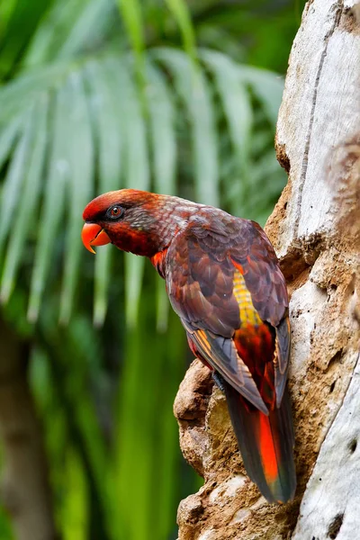 Potret Bayan Scarlet Macaw Berwarna Warni Dengan Latar Belakang Hutan — Stok Foto