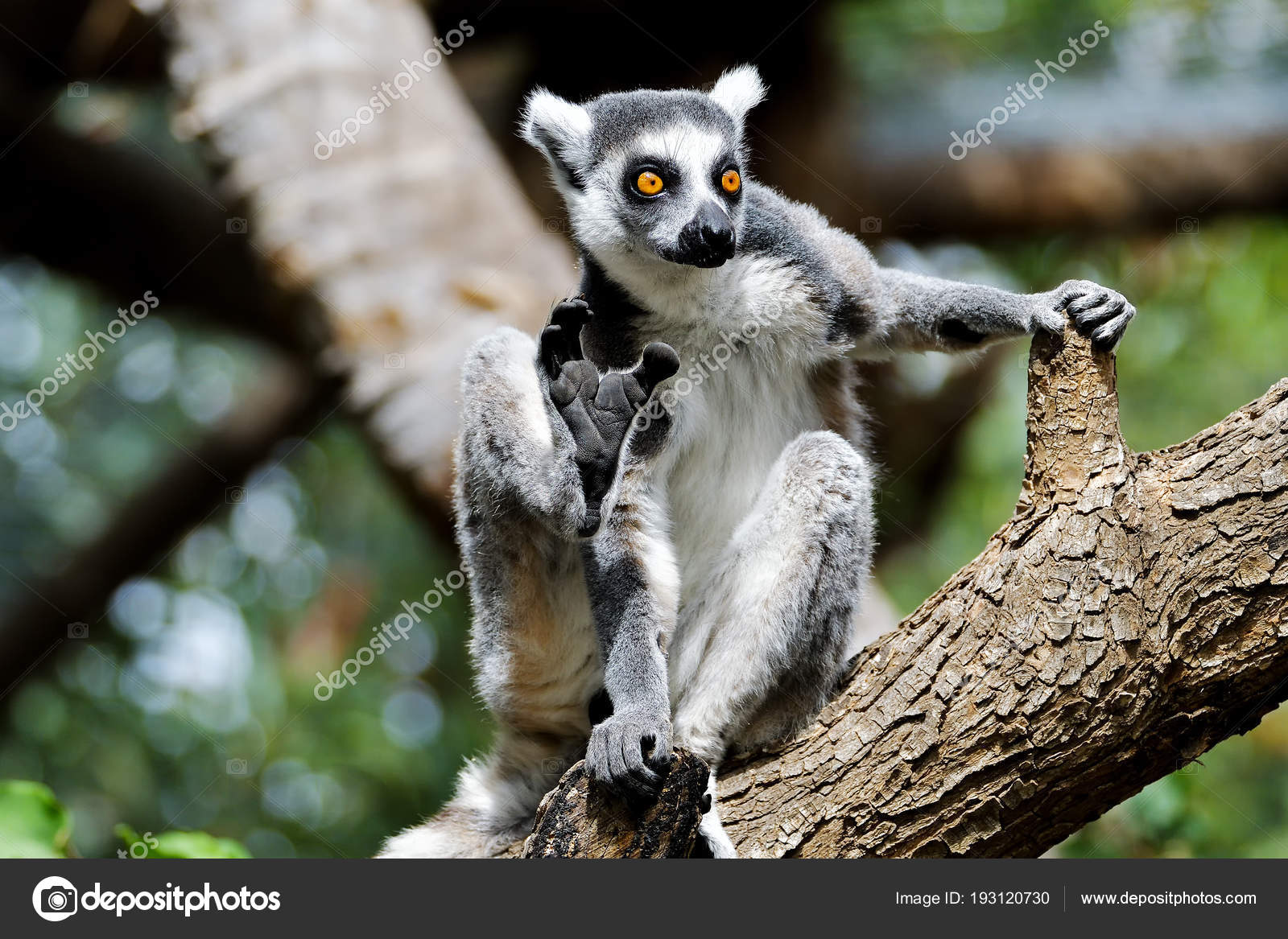 Lemur Cola Anillo Primer Plano Arriba Madagascar Animal Zoológico