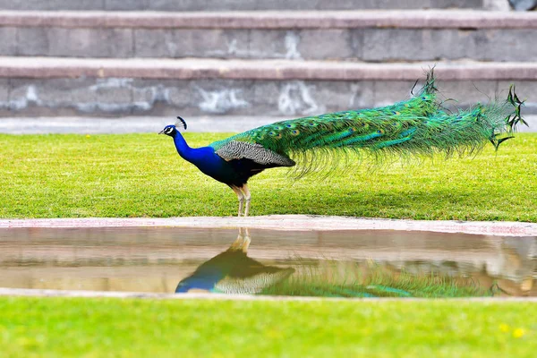 Pavo Cristatus Proud Peacock — Stock Photo, Image