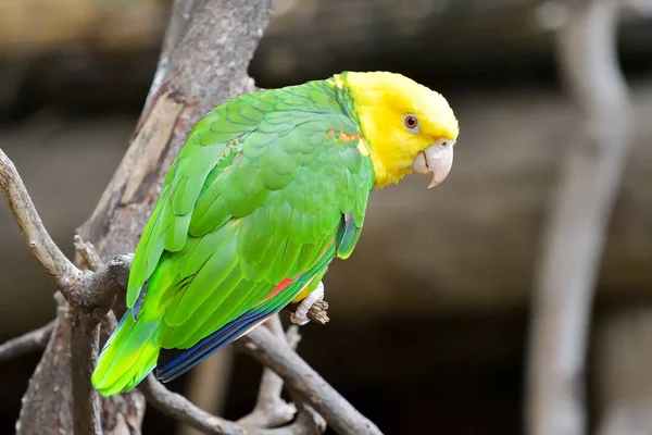 Close Yellow Headed Parrot Otherwise Known Yellow Headed Amazon Popular — Stock Photo, Image