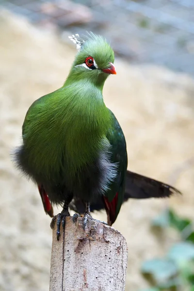 beautiful tropical bird - Fischer\'s turaco (Tauraco fischeri)