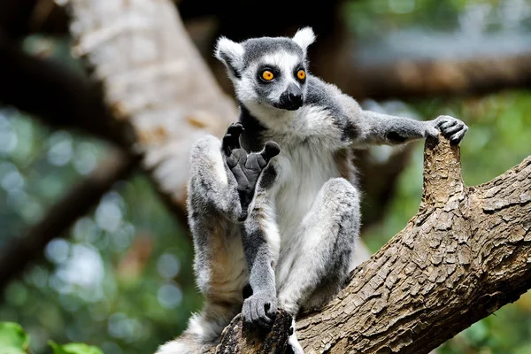 Lémurien Queue Anneau Gros Gros Plan Madagascar Animal Zoo Catta — Photo