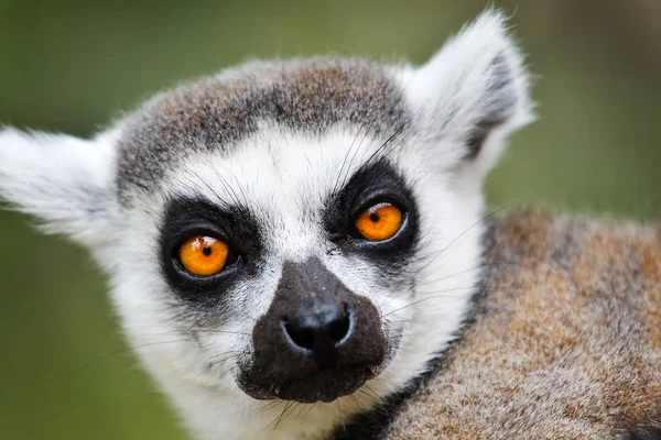 Lémurien Queue Anneau Gros Gros Plan Madagascar Animal Zoo Catta — Photo