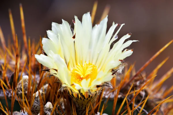 Bunga Kaktus Kuning Yang Indah — Stok Foto