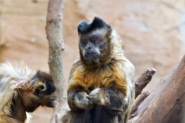 Capuchin Berumbai Juga Dikenal Sebagai Capuchin Coklat Capuchin Topi Hitam — Stok Foto