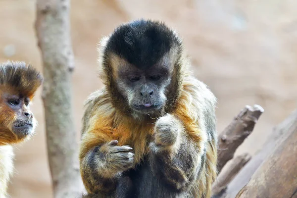 Capuchin Berumbai Juga Dikenal Sebagai Capuchin Coklat Capuchin Topi Hitam — Stok Foto