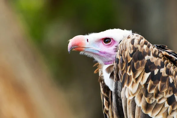 Potret Griffon Vulture Gyps Fulvus Tampilan Profil Burung Mangsa Yang — Stok Foto