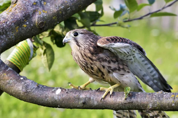 Kestrel Falco Tinnunculus Femelle Célibataire Sur Branche — Photo