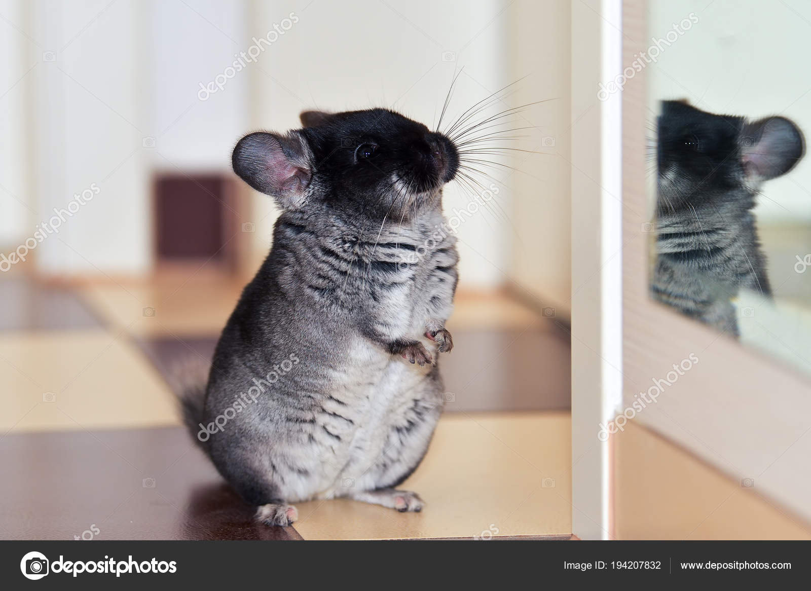 Black Dark Grey Chincilla Portrait Closeup Black Velvet Chinchilla