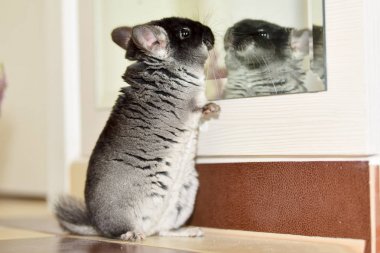 Siyah ve koyu gri chincilla portre portre. Siyah kadife chinchilla