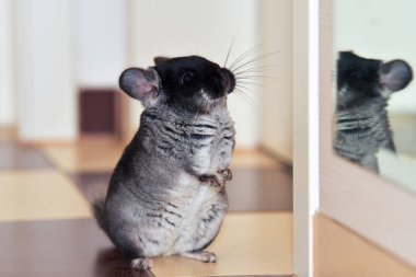 Siyah ve koyu gri chincilla portre portre. Siyah kadife chinchilla