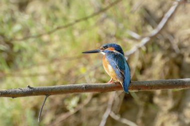 doğal yaşam alanı olarak Avrupa arı kuşugiller (arı kuşu apiaster)