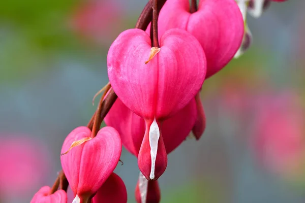 Pink Bleeding Hearts in the garden in springtime with green bokeh background