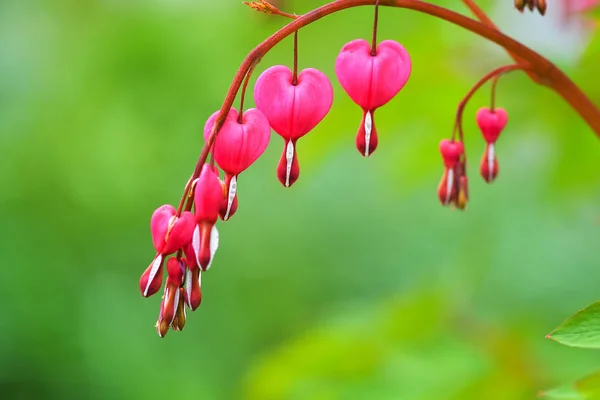 Pink Bleeding Hearts in the garden in springtime with green bokeh background