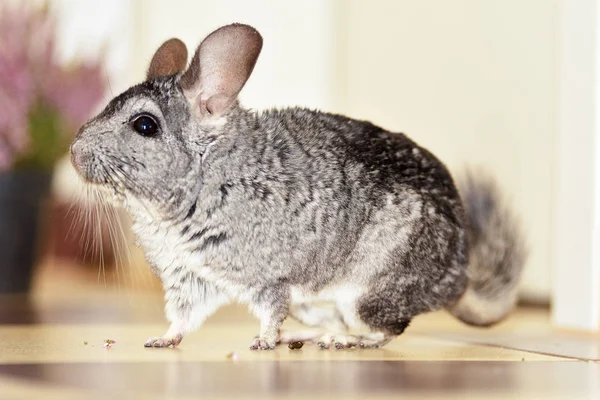 Kleine Grijze Chinchilla Huis — Stockfoto