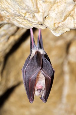 Büyük nalburunlu yarasa (Rhinolophus ferrumequinum)
