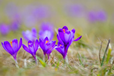 Bir grup güzel mor bitkisi çiçeği.