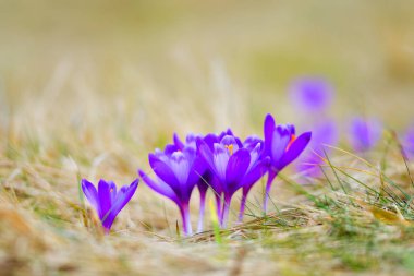 Bir grup güzel mor bitkisi çiçeği.