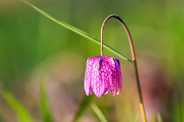 Çiğ ile yılan kafa Fritillary (Fritillaria destek)