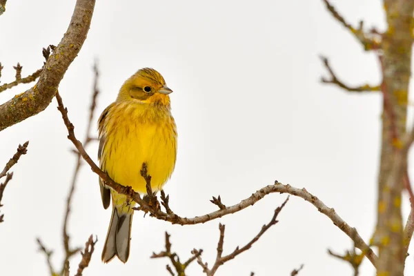Yellowhammer Emberiza Citrinella Pássaro Sentado Uma Ramificação Pássaro Europa — Fotografia de Stock