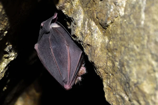 Morcego Ferradura Rhinolophus Ferrumequinum — Fotografia de Stock