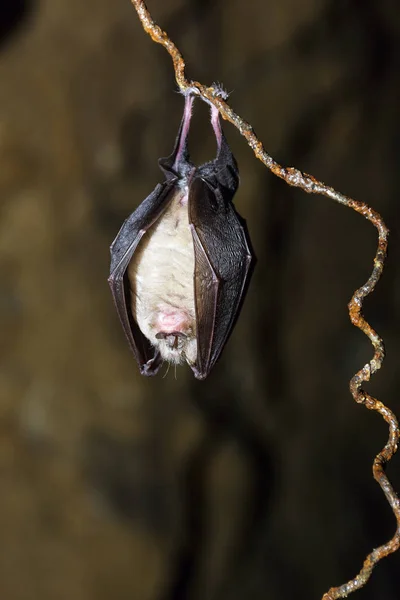 Greater Horseshoe Bat Rhinolophus Ferrumequinum — Stock Photo, Image