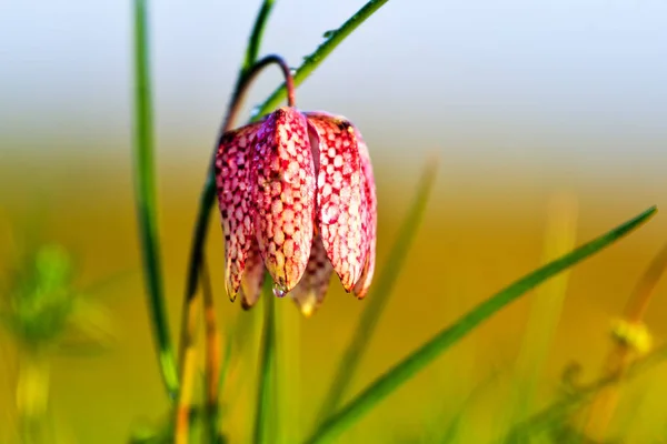 Fritillary Meleagris 아침이 — 스톡 사진