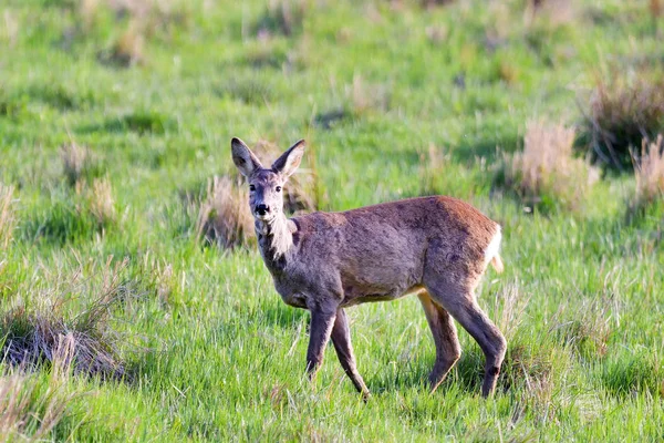 Roe Deer Lapangan Dengan Rumput — Stok Foto