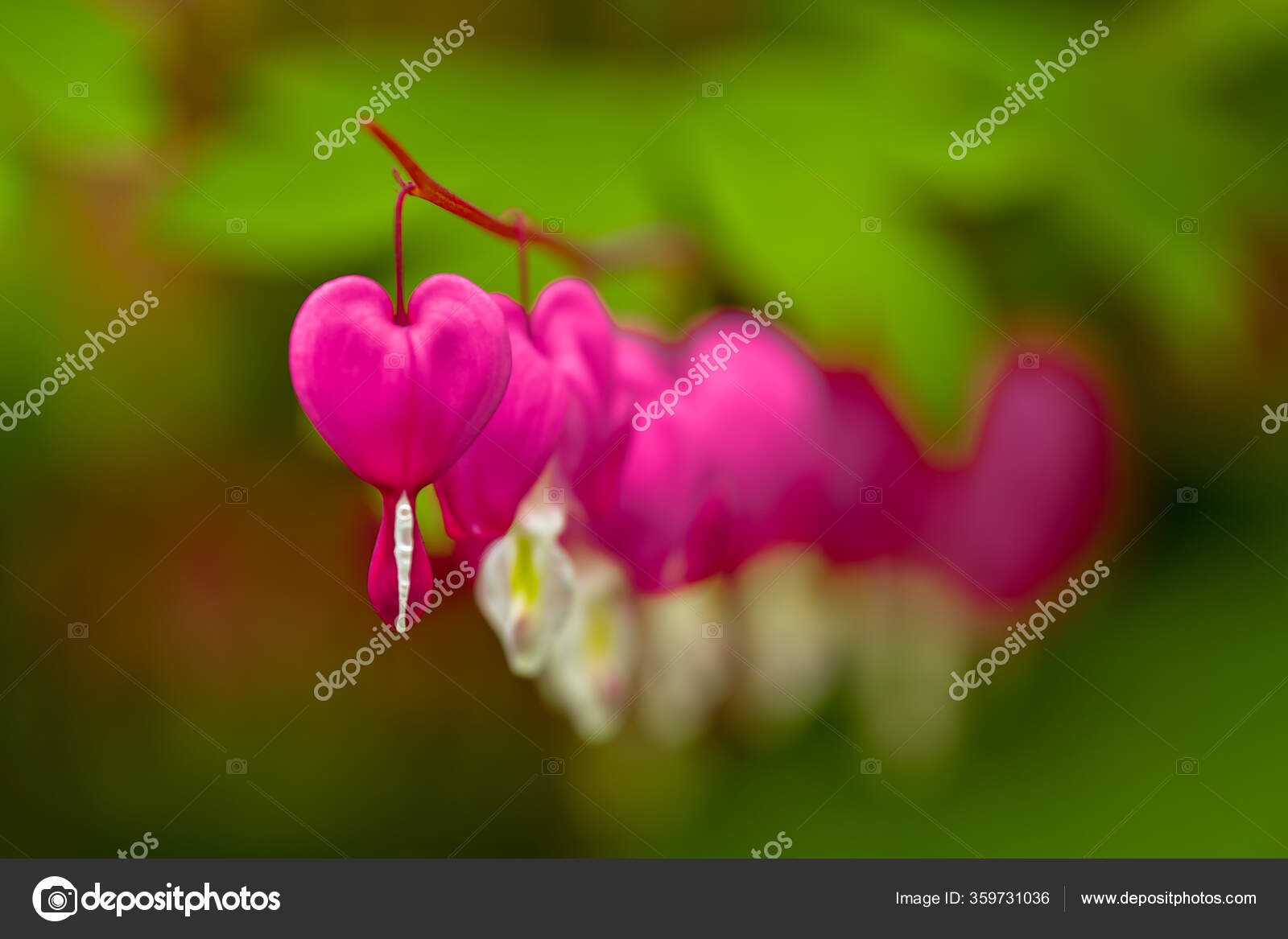 Red Bleeding Heart Flower