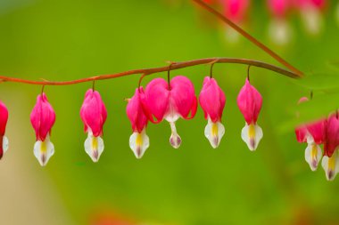 Kırmızı kanayan kalp çiçekleri bahar sonsuzluk bahçesinde açar..