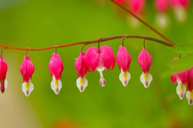 Kırmızı kanayan kalp çiçekleri bahar sonsuzluk bahçesinde açar..