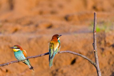 Dal üzerinde Avrupa arı yiyici (Merops apiaster)
