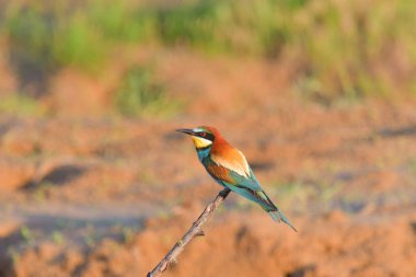Dal üzerinde Avrupa arı yiyici (Merops apiaster)