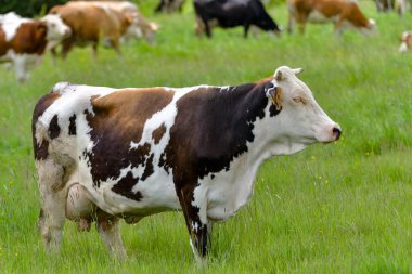 İnekler yeşil alanda