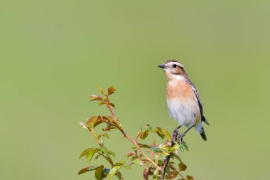 Kuş - Kırmızı Sırtlı Shrike (Lanius Collurio)