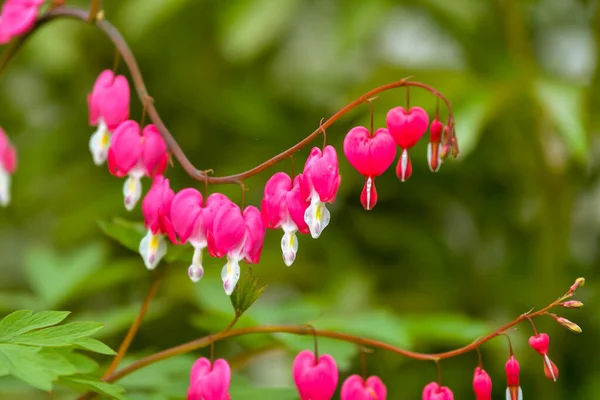 Red Bleeding Heart Flowers Bloom Spring Perennial Garden — Stock Photo, Image